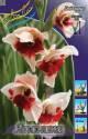 Гладиолус Японика 7 шт 