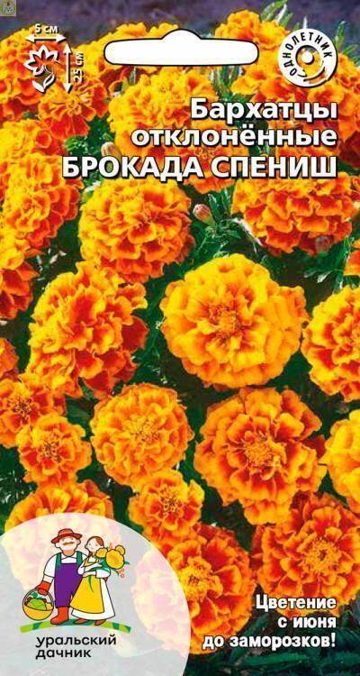 Бархатцы Брокада спениш УД