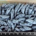 Жимолость камчатская Гордость Бакчара С1.5