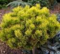 Сосна Pinus mugo Carsten Wintergold C3 stem