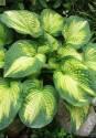 Хоста Бразер Стефан 1 шт 