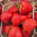 Земляника садовая Вивальди 100 шт 