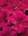 Петуния Аладдин розовая F1 Ав