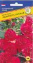 Шток-роза Мажоретта Розовая Прес