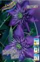 Клематис Мульти Блю (махровый) 2 шт
