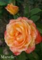 Роза Марвелл 1 шт чайно-гибридная