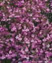 Лобелия Розовая с глазком ампельная СиО