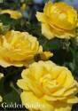 Роза Голден Смайлс 1 шт флорибунда