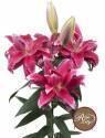 Лилия Донна 5 шт