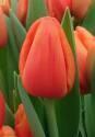 Тюльпан Каданс 10 шт