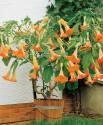 Датура оранжевая махровая СиО