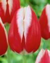 Тюльпан Лин Ван Дер Марк 8 шт 12/