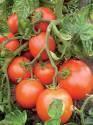 Томат Астраханские СС