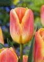 Тюльпан Сармадин 10 шт