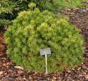 Сосна Pinus mugo Winzig C1,5 