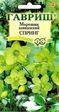 Морозник Спринг лимонно-зеленый Гав