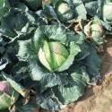 Капуста белокочанная Доброводская F1 СиО