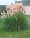 Пампасная трава Плюм розовая СиО