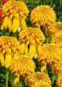 Эхинацея Пайнэппл Сандае 1 шт