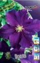 Клематис Виола 2 шт