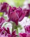 Тюльпан Краун оф Негрита 11/12 100 шт