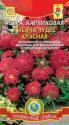 Астра Тысяча чудес красная карликовая Плз