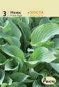 Хоста Кросса Регал 3 шт