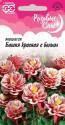 Аквилегия Башня красная с белым серия Розовые сны Гав