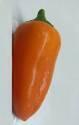 Перец Оранжевое пламя СС