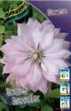 Клематис Виолет Элизабет (полумахровая) 2 шт