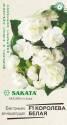 Бегония Королева белая пробирка, (Саката) F1 Гав