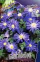 Анемона Блю Шейдс 10 шт.