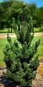 Сосна Pinus thunbergii Kotobuki P17 