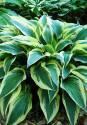 Хоста Бобкат 1 шт 
