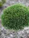 Сосна Pinus uncinata Jezek C2 