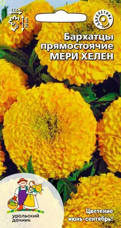 Бархатцы Мэри Хелен УД