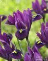 Ирис Пурпл Хилл 10 шт
