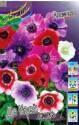 Анемона Де Каен смесь 15шт