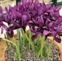 Ирис сетч. Iris reticulata Purple Gem 6/+ шт