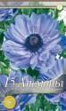 Анемона Лорд Лейтинант 15 шт 6/7