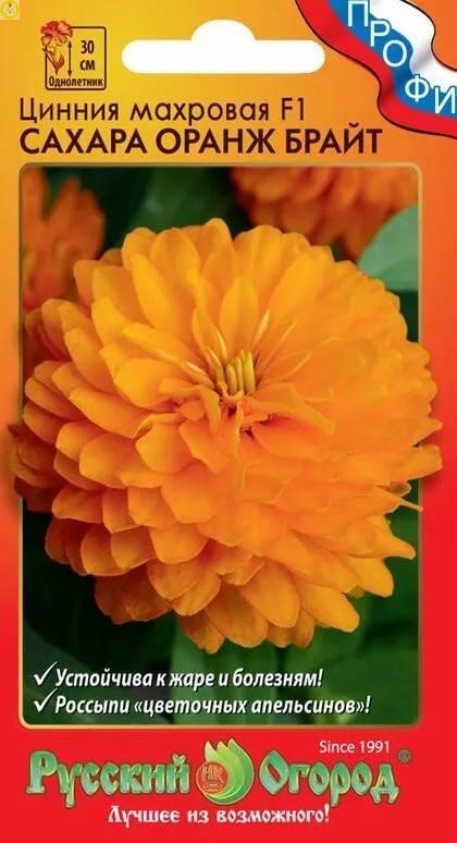 Цинния Сахара Оранж Брайт махровая F1 НК
