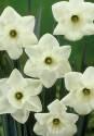 Нарцисс Перидот 5 шт