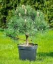 Сосна Pinus nigra Nana C1,5 