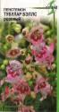 Пенстемон Тубулар Бэллс розовый ССО