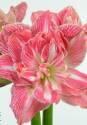 Амариллис Притти Нимф 1 шт 