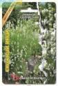 Лаванда Снежный Иней узколистная Био
