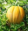 Дыня Эфиопка F1 СиО