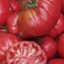Томат Елинора F1 ССО