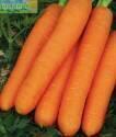 Морковь Фараон Аэл