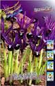 Ирис сетч. Iris reticulata Pauline 6/+ 100 шт